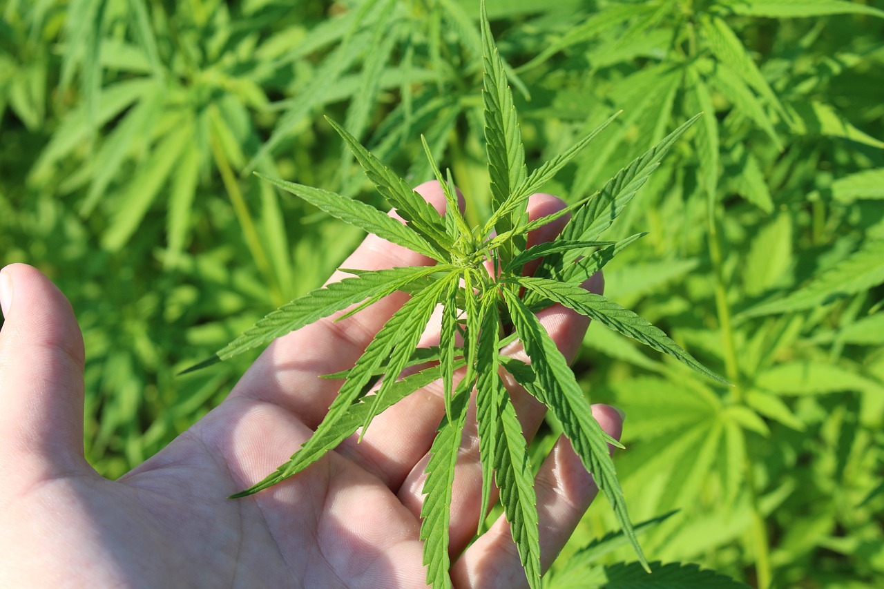 hemp plant 3661210 1280.jpg