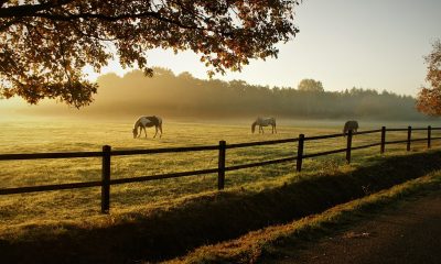 horses gad6b3843c 1280.jpg