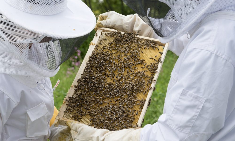 beekeeper gd2f87f32a 1280.jpg