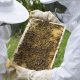 beekeeper gd2f87f32a 1280.jpg