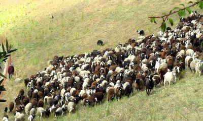 goats and sheep.jpg