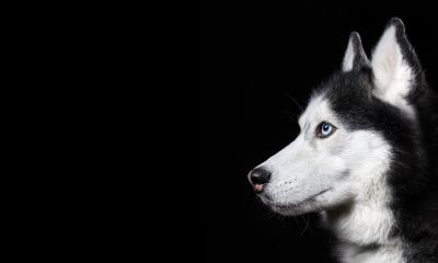 husky1.jpg