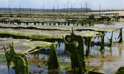 oyster farm g23a0b6c74 1280.jpg