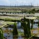 oyster farm g23a0b6c74 1280.jpg