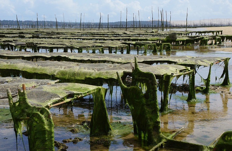 oyster farm g23a0b6c74 1280.jpg