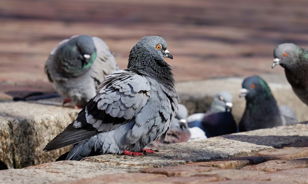 pigeons 3268990 1280 1.jpg