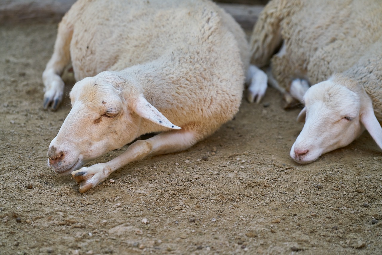 sheep 4493437 1280.jpg