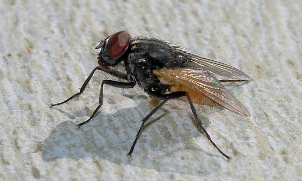 1280px Musca domestica September 2007 1.jpg