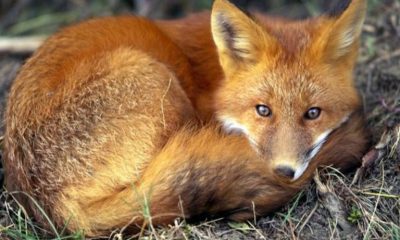 1505977180 0 red fox 679 600x450.medium.jpg