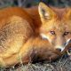 1505977180 0 red fox 679 600x450.medium.jpg