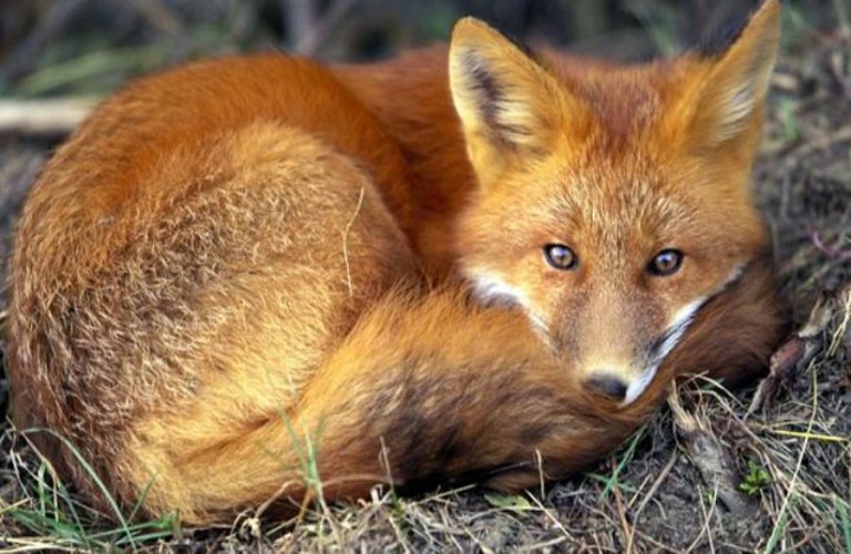 1505977180 0 red fox 679 600x450.medium.jpg