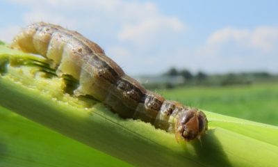 Spodoptera frugiperda.jpg