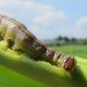 Spodoptera frugiperda.jpg