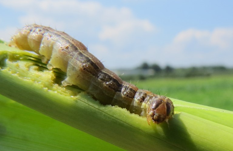 Spodoptera frugiperda.jpg