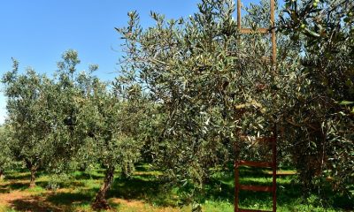 elaionas.olive trees18.jpg