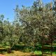 elaionas.olive trees18.jpg