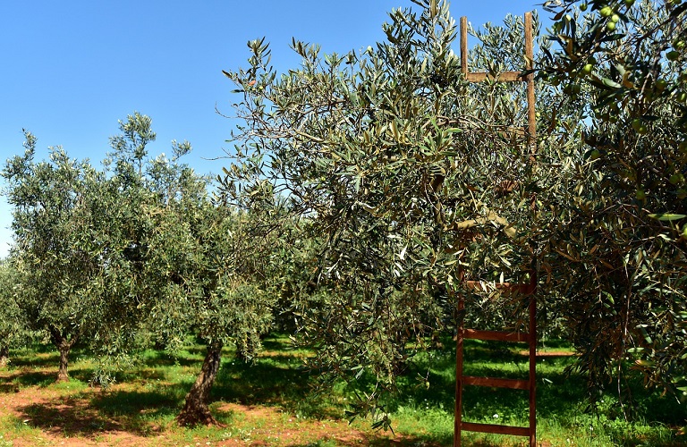 elaionas.olive trees18.jpg