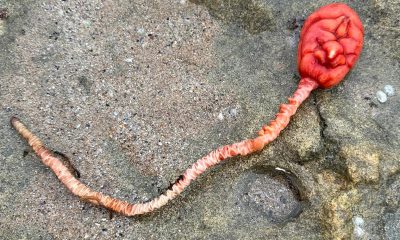 mysterious creature beachgoer victoria tulip feat.jpg