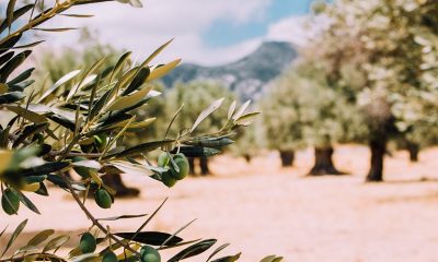 olivetrees 26.jpg