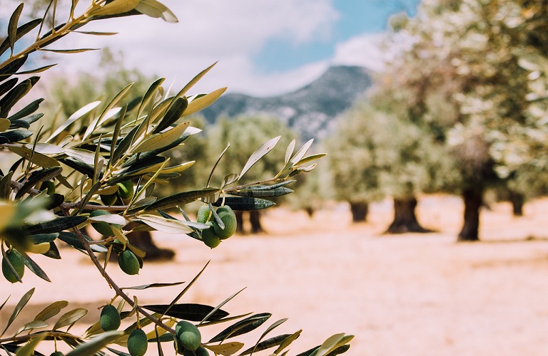 olivetrees 26.jpg