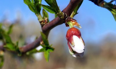 almond tree karpos.jpg