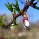 almond tree karpos.jpg