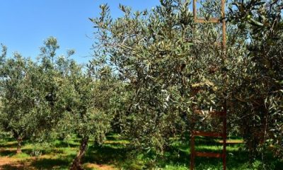 elaionas.olive trees18 620x350.jpg