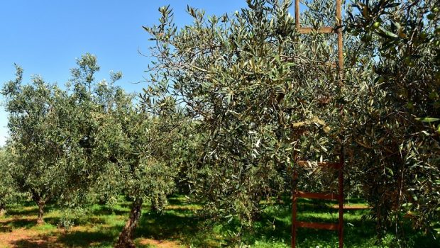 elaionas.olive trees18 620x350.jpg