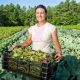 woman farmer with lettuce 620x350.jpg