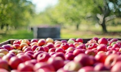 apples 1004886 1280 620x350.jpg