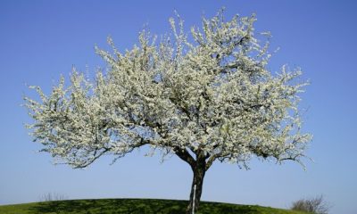 axladia.pear tree 620x350.jpg