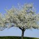 axladia.pear tree 620x350.jpg