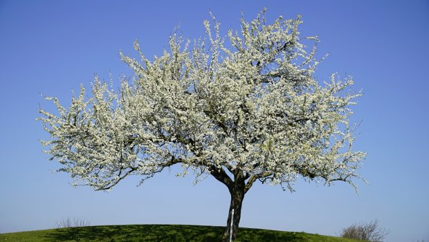 axladia.pear tree 620x350.jpg