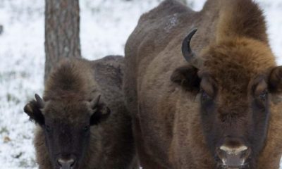 bisonas in 620x350.jpg