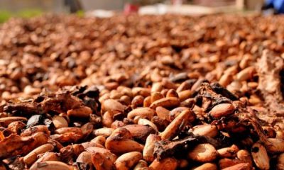 cocoa beans 2926207 640 620x350.jpg