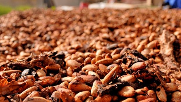 cocoa beans 2926207 640 620x350.jpg