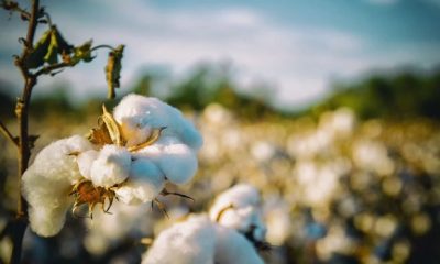 cotton.2109 620x350.jpg