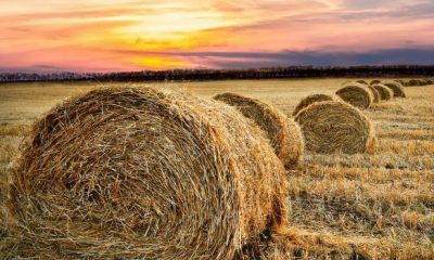 hay bale gd9dd66047 1280 620x350.jpg