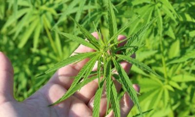 hemp plant 3661210 1280 1024x682 620x350.jpg