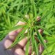 hemp plant 3661210 1280 1024x682 620x350.jpg