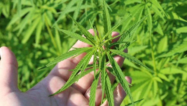 hemp plant 3661210 1280 1024x682 620x350.jpg