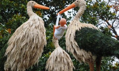 stork 779953 1280 620x350.jpg