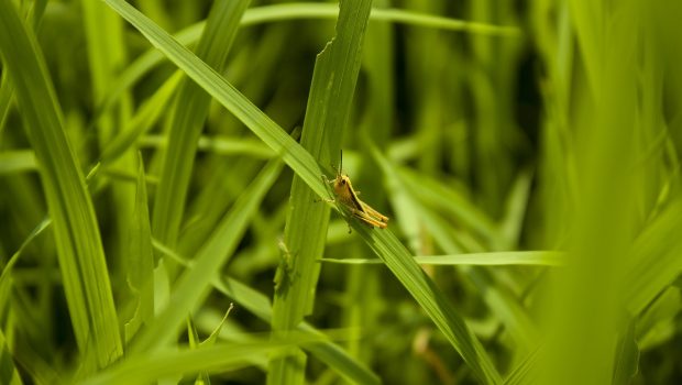 akrida.green 620x350.jpg