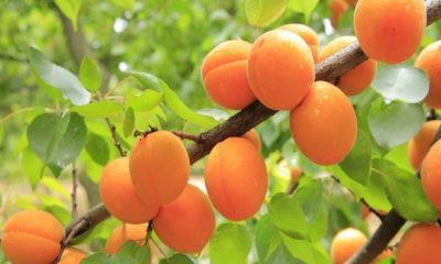 apricots 824626 1280 620x350.jpg