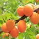 apricots 824626 1280 620x350.jpg