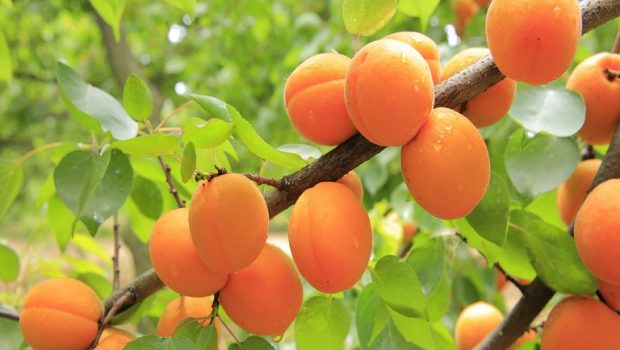 apricots 824626 1280 620x350.jpg