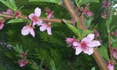 berikokia rodakinia anthos 620x350.jpg