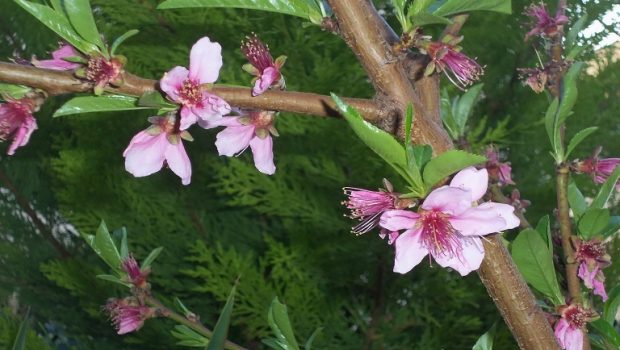 berikokia rodakinia anthos 620x350.jpg