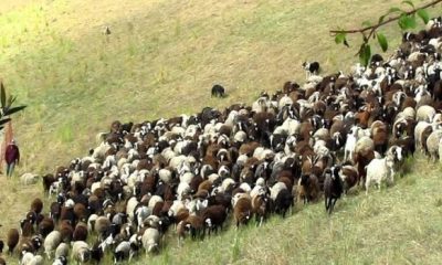 goats and sheep 620x350.jpg