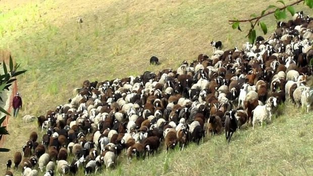 goats and sheep 620x350.jpg